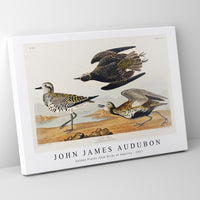 John James Audubon - Golden Plover from Birds of America (1827)