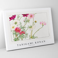 Tanigami Konan - Cosmos flower