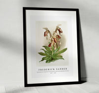 
              Frederick Sander - Cypripedium morganiæ burfordiense from Reichenbachia Orchids-1847-1920
            