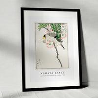Numata Kashu - Japanese Masked Hawfinch and Silk Tree illustration from Pictorial Monograph of Birds (1885)