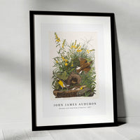 John James Audubon - Meadow Lark from Birds of America (1827)