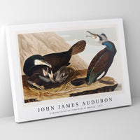 John James Audubon - Common Cormorant from Birds of America (1827)