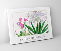 
              Tanigami konan - Agaranthus flower
            