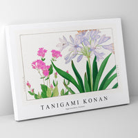 Tanigami konan - Agaranthus flower