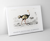 
              Charles Dessalines D'Orbigny - Struthio (Autruche de lancien continent)
            