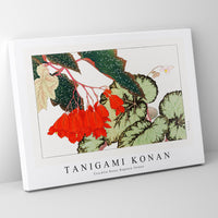 Tanigami Konan - Cracklin Rosie Begonia flower