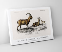 
              Charles Dessalines D'Orbigny - Wild goat (Capra Agagrus)
            