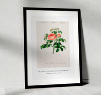 
              Charles Dessalines D'Orbigny - Cabbage Rose (Rosa Centifilia)
            