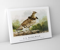 
              J L Ridgway - Ruffed Grouse Partridge [Bonasa Umbellus (Linn.) 1859-1947
            