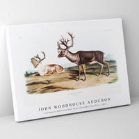 John Woodhouse Audubon - Caribou or American Rein Deer (Tarandus furcifer) from the viviparous quadrupeds of North America (1845)