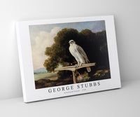 
              George Stubbs - Greenland Falcon 1780
            