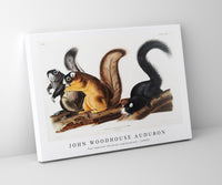 
              John Woodhouse Audubon - Fox Squirrel (Sciurus capistratus) from the viviparous quadrupeds of North America (1845)
            