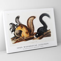 John Woodhouse Audubon - Fox Squirrel (Sciurus capistratus) from the viviparous quadrupeds of North America (1845)