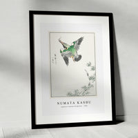 Numata Kashu - Japanese Common Kingfisher illustration from Pictorial Monograph of Birds (1885)
