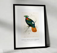 
              Charles Dessalines D'Orbigny - Himalayan monal (Lophophorus refulgens)
            