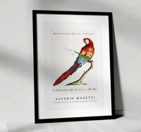 
              Saverio Manetti - Pappagallo detto arara rossa del Brasile (Macaw) 1723-1785
            