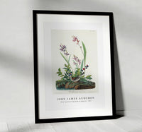 
              John James Audubon - Field Sparrow from Birds of America (1827)
            