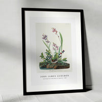 John James Audubon - Field Sparrow from Birds of America (1827)