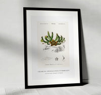 
              Charles Dessalines D'Orbigny - Carrion-flower (Stapelia variegata)
            
