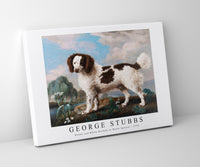 
              George Stubbs - Brown and White Norfolk or Water Spaniel 1778
            