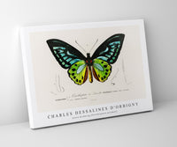 
              Charles Dessalines D'Orbigny - Green birdwing (Ornithoptera priamus)
            