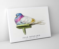 
              Jean Bernard - Pigeon sitting on a shelf (1802)
            