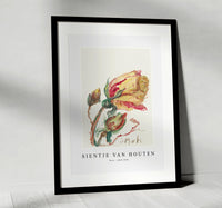 
              Sientje Van Houten - Rose 1844-1909
            