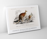 
              Charles Dessalines D'Orbigny - The red kangaroo (Macropus rufus)
            