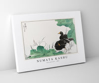 
              Numata Kashu - Coot and Lotus illustration from Pictorial Monograph of Birds (1885)
            
