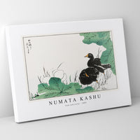 Numata Kashu - Coot and Lotus illustration from Pictorial Monograph of Birds (1885)