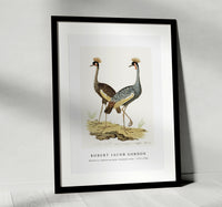 
              Robert Jacob Gordon - Balearica regulorum grey crowned crane (1777–1786)
            