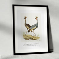 Robert Jacob Gordon - Balearica regulorum grey crowned crane (1777–1786)