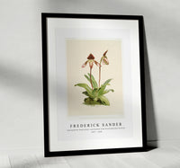 
              Frederick Sander - Cypripedium (hybridum) castleanum from Reichenbachia Orchids-1847-1920
            