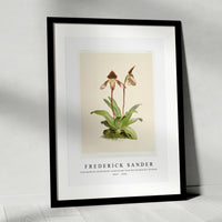 Frederick Sander - Cypripedium (hybridum) castleanum from Reichenbachia Orchids-1847-1920