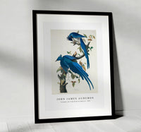 
              John James Audubon - Columbia Jay from Birds of America (1827)
            
