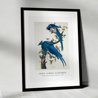 John James Audubon - Columbia Jay from Birds of America (1827)