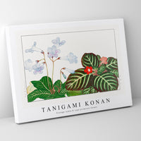 Tanigami Konan - Vintage tydea & cape primrose flower