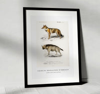 
              Charles Dessalines D'Orbigny - Golden Jackal (Canis Aureus)
            