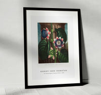 
              Robert John Thornton - The Quadrangular Passion Flower from The Temple of Flora (1807)
            