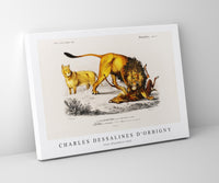
              Charles Dessalines D'Orbigny - Lion (Panthera Leo)
            