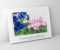 
              Tanigami Konan - Vintage cineraria flower
            