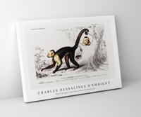 
              Charles Dessalines D'Orbigny - White-headed capuchin (Cebus Hypoleucus)
            