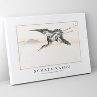 Numata Kashu - Eastern Common Crane illustration from Pictorial Monograph of Birds (1885)
