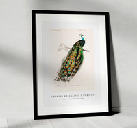 
              Charles Dessalines D'Orbigny - Indian peafowl (Pavo Cristatus)
            