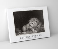 
              George Stubbs - A recumbent Lion 1788
            