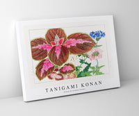 
              Tanigami Konan - Coleus & verbena flower
            