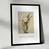 Frederick Sander - Cattleya ballantiniana from Reichenbachia Orchids-1847-1920