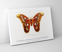 
              Charles Dessalines D'Orbigny - Attacus Atlas Moth (Attacus Aurora)
            