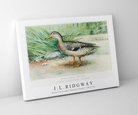 
              J L Ridgway - Mallard Duck (Anas Boschas) Female 1859-1947
            