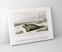 
              Charles Dessalines D'Orbigny - Phoca
            